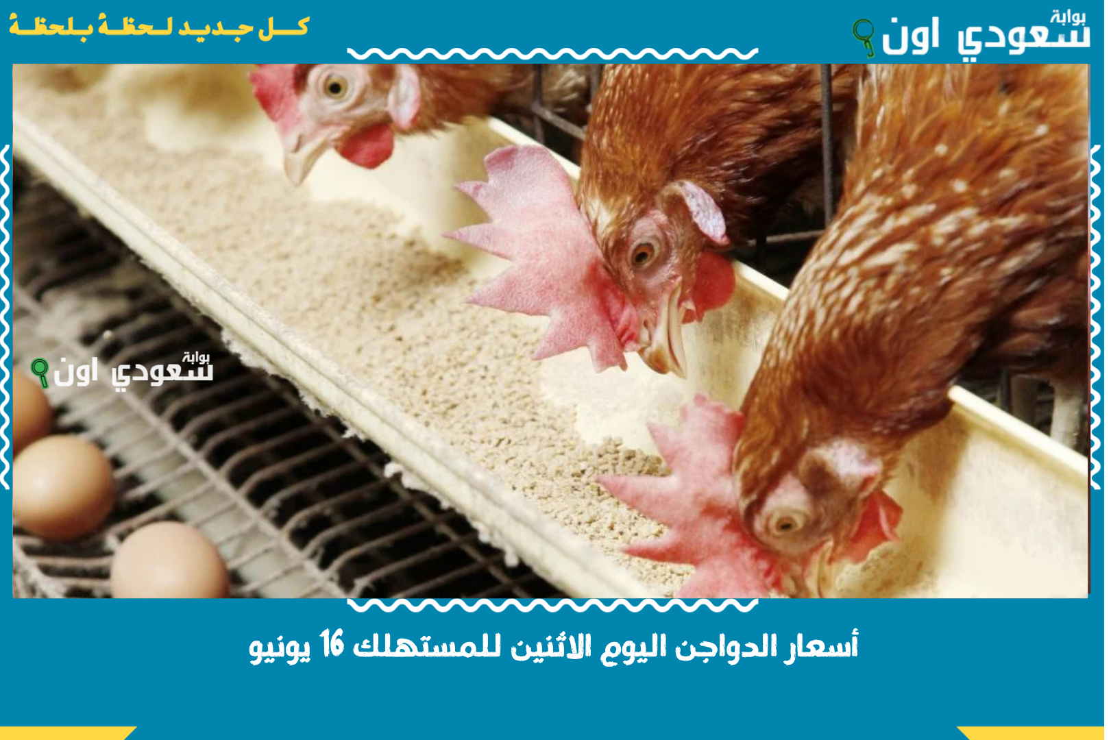 أسعار الدواجن اليوم الاثنين للمستهلك 16 يونيو